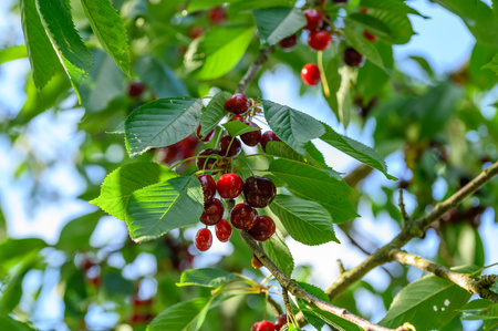 Real Foods - Czereśnie Suszone Dried cherries 500g