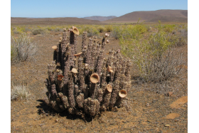 Przewodnik po suplementach – Hoodia gordonii