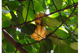 Przewodnik po suplementach – Garcinia Cambogia