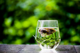 Przewodnik po suplementach – ekstrakt z zielonej herbaty