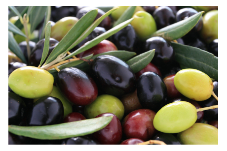 Przewodnik po suplementach – ekstrakt z liści oliwek